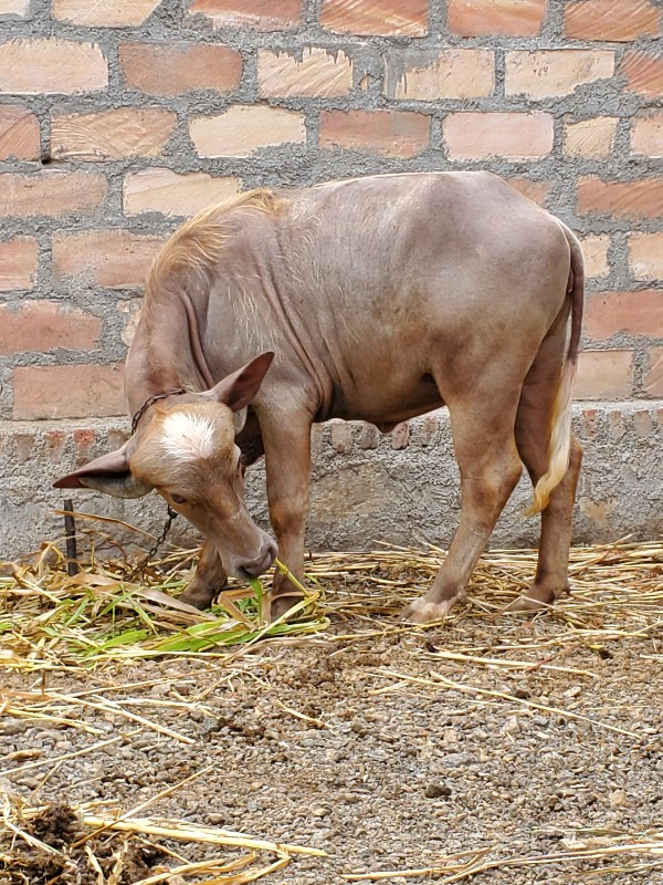 आ पाडी वेसवा नी...