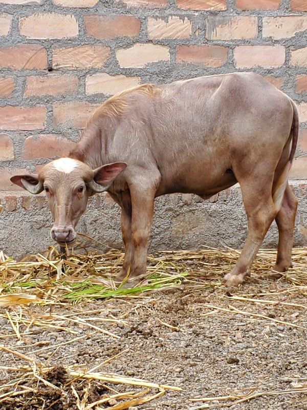 आ पाडी वेसवा नी...