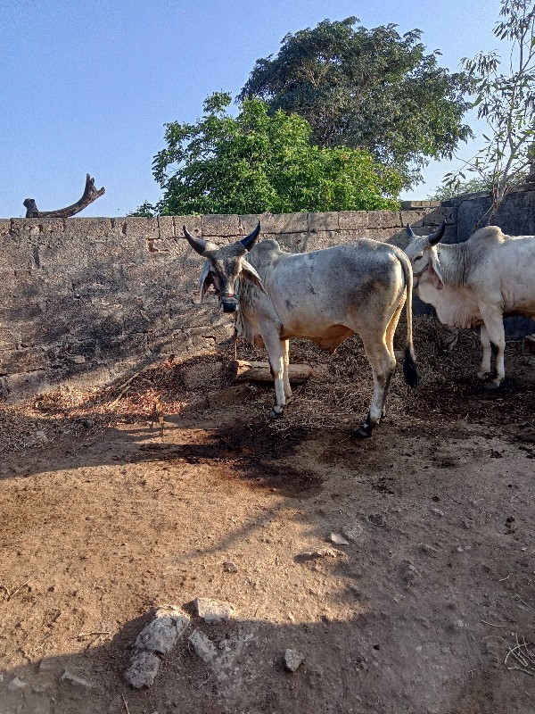 બળદ વેચવાના છે