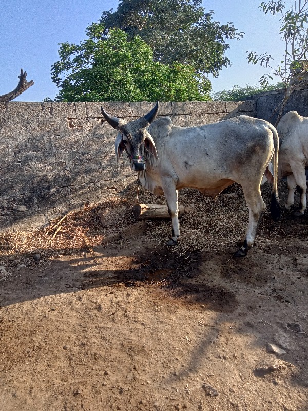 બળદ વેચવાના છે