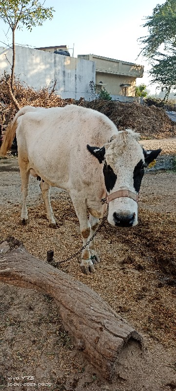 જોશી ગાય