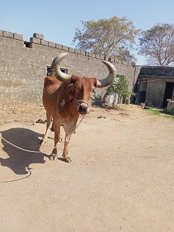 બળદ વેચવાના છે