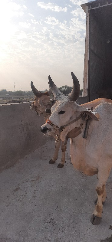 ગોઢલા વેચવાના છ...