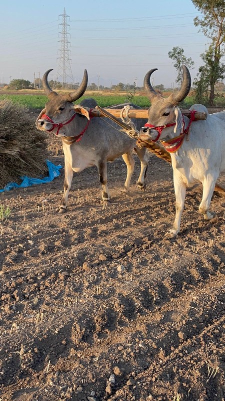 બળદ વેચવાના છે