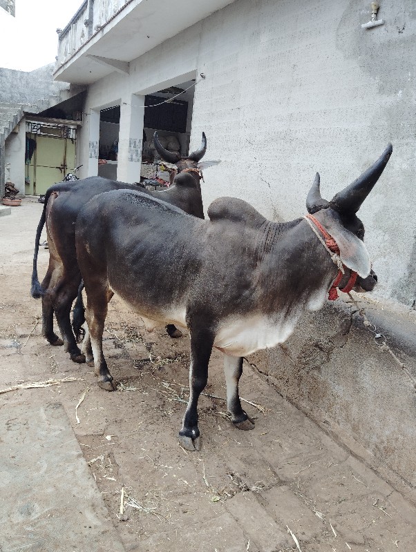 ગોઢલા વેચવાના છ...