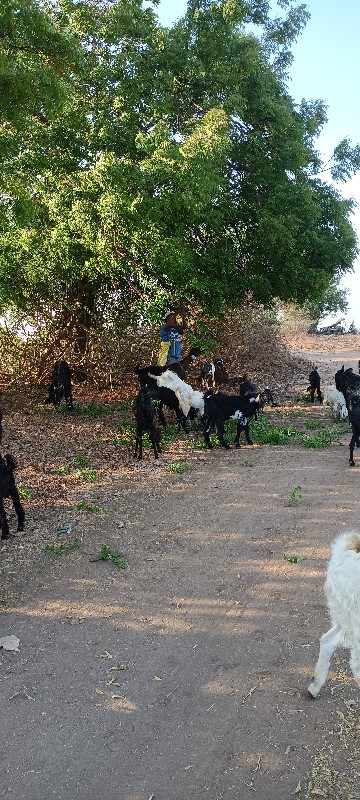 બકરા બકરી મિક્સ...