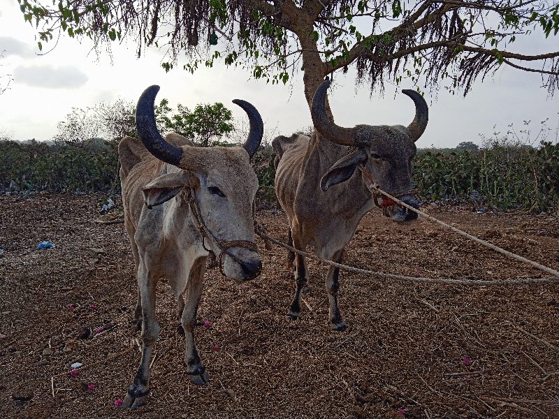 બે બડધ. ને એક ગ...