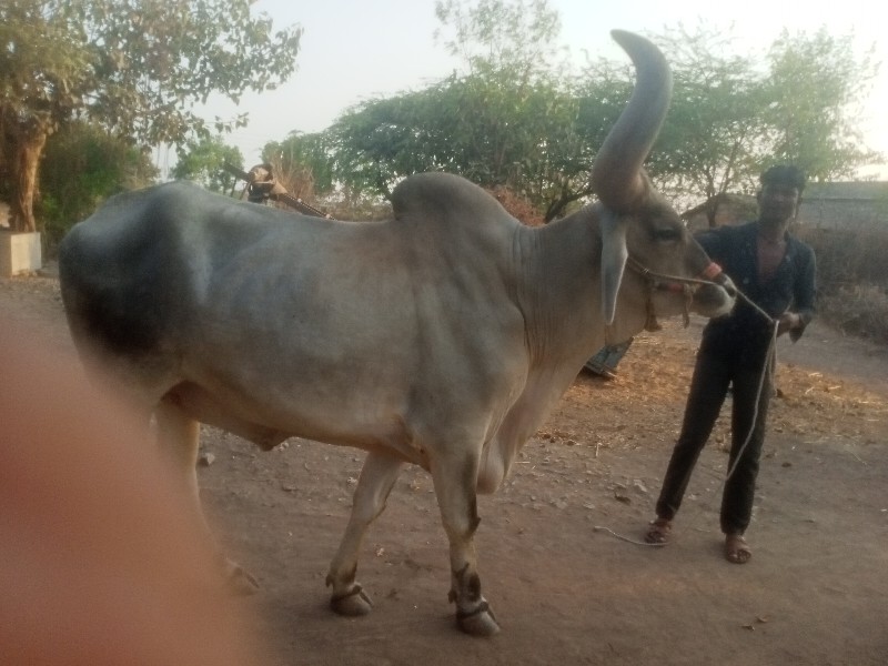 બળદ વેચવાના છે