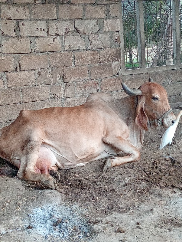 ગાય વેચવાની છે