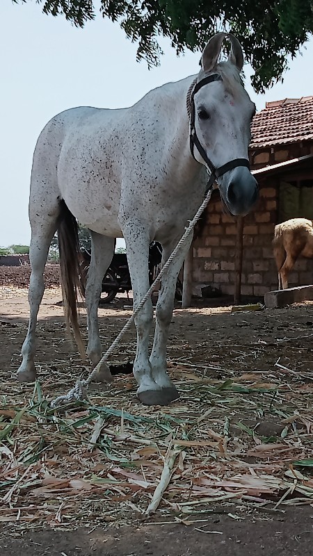 આ ઘોડી વેચવાની...