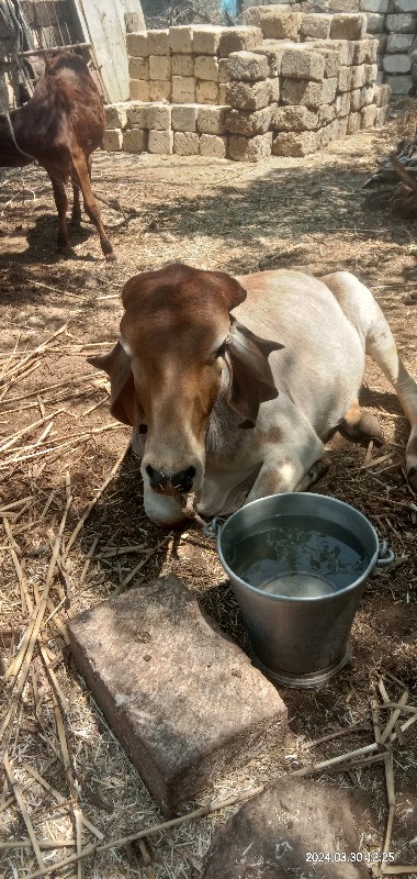 વાછડી વેચવાની છ...