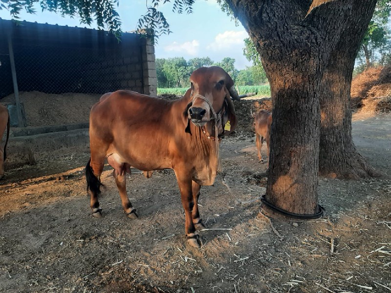 ગીર ગાય વેચવાની...