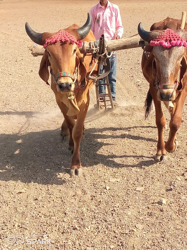 દેવભૂમ દ્વારકા...