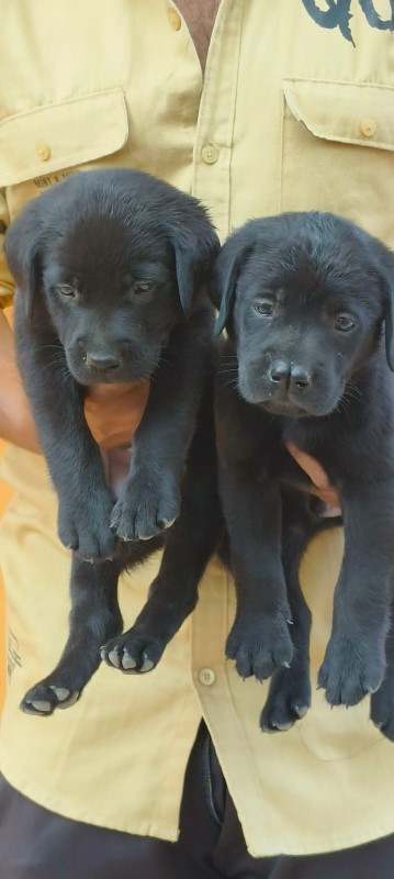 black Labrador...