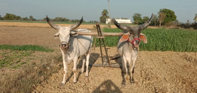 ગોઢલા વેસવા ના...