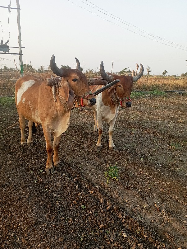 બળદ વેચવાના છે