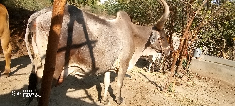 ગાયવેશવાનીશે