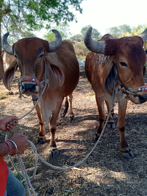 ગોઢલા વેચવાના છ...