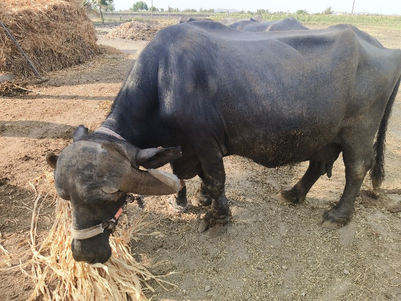 ભેંસ વેચવાની છે