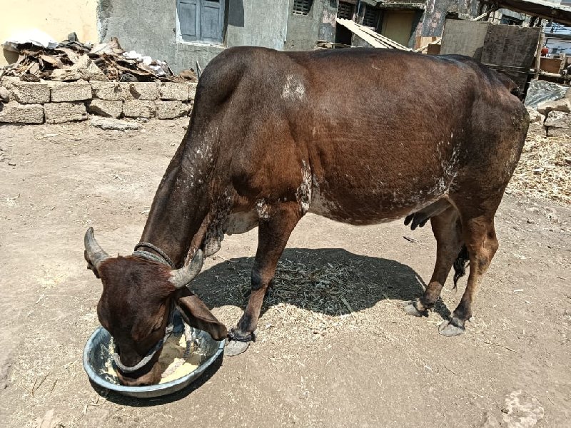 ગાય વેચવાની છે