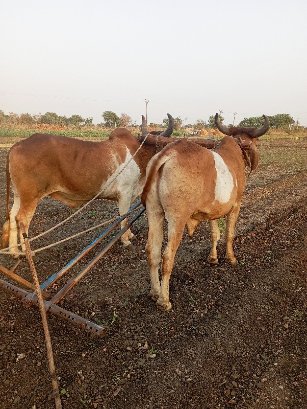 બળદ વેચવાના છે