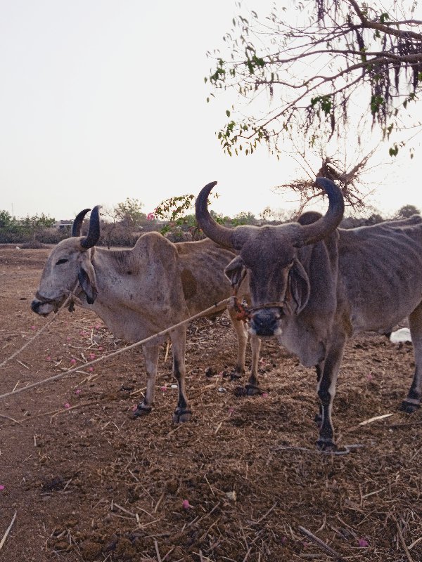 બે બડધ. ને એક ગ...