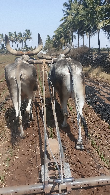 બળદ વેચવાના છે