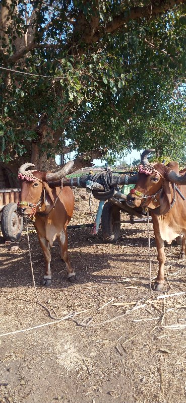 બળદ