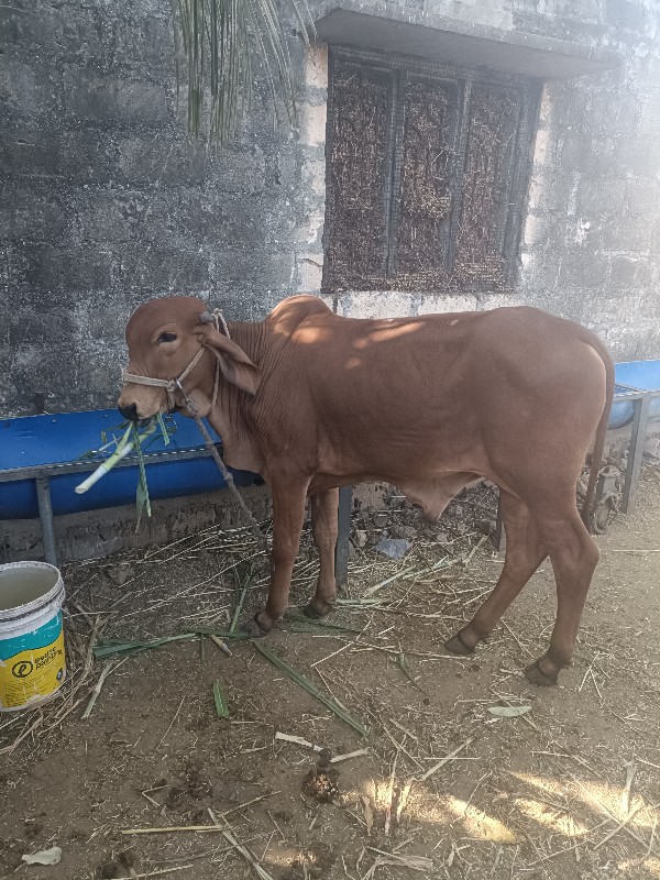 વાછડો વેચવાનો છ...