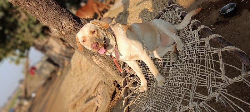 એક ગડુડીયુ આપવા...