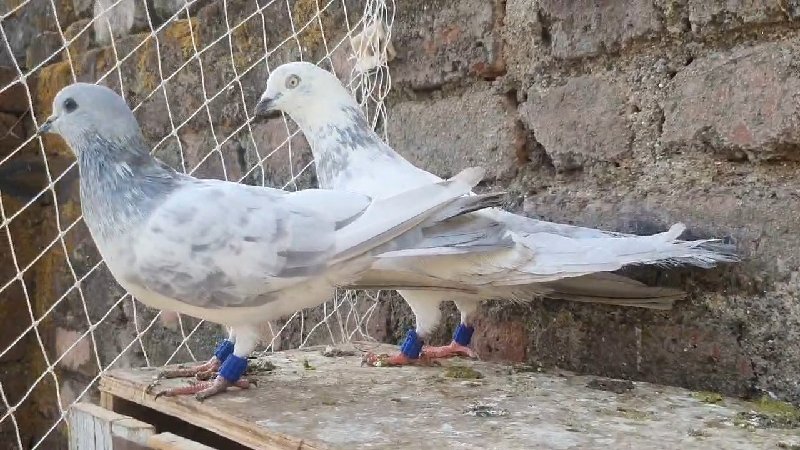 for sell pigeon