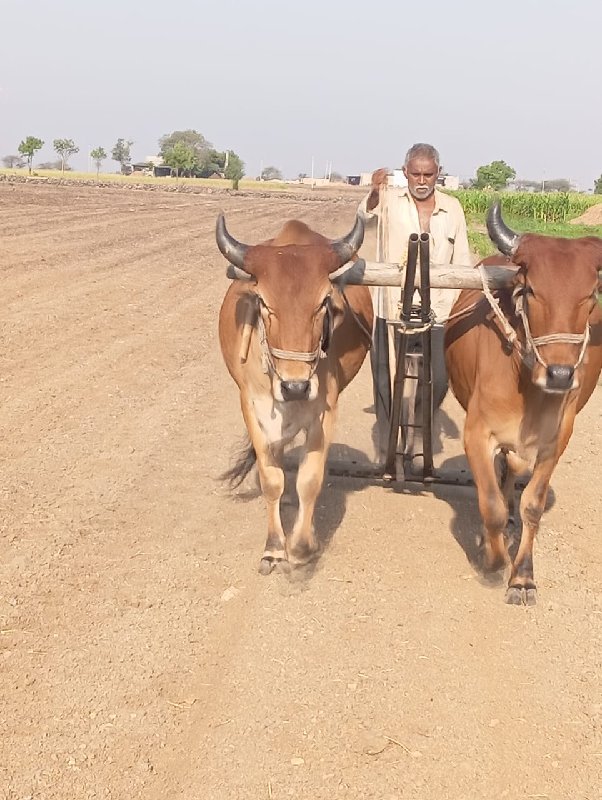 બળદ વેચવાના છે