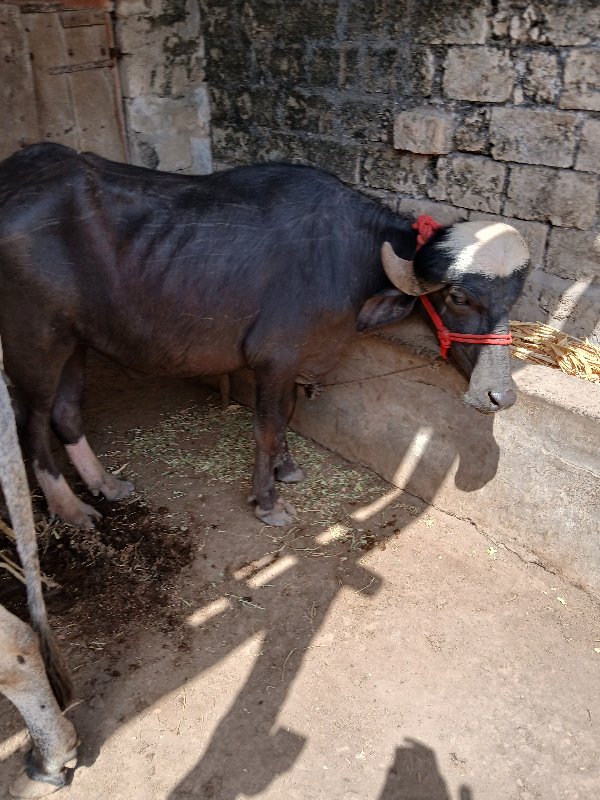 પાડો વેચવાનો છે