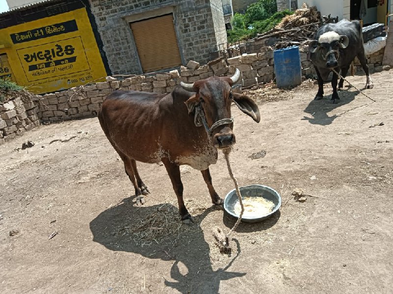 ગાય વેચવાની છે