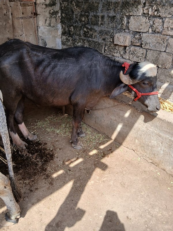 પાડો વેચવાનો છે