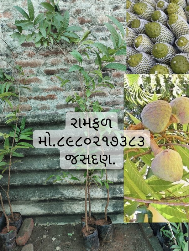 ટોટલ બાગાયતી રો...