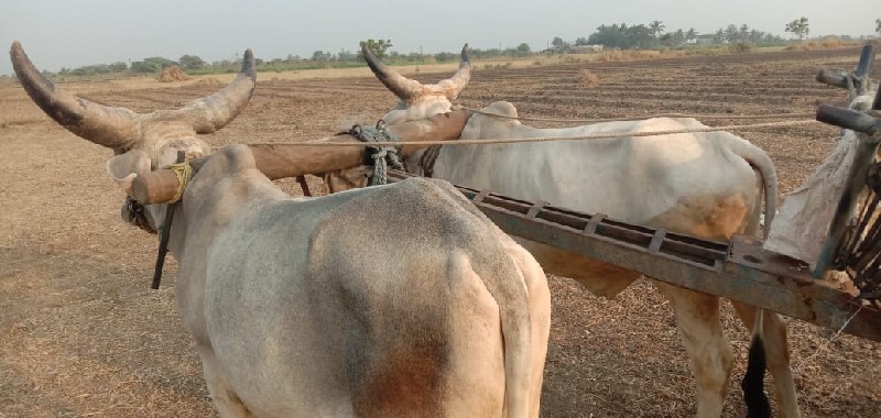 ગોઢલા વેસવા ના...