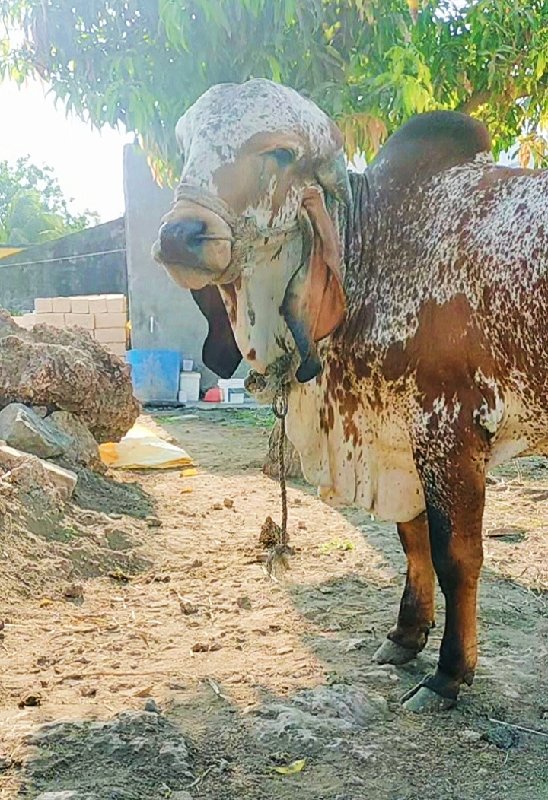 GiR BULL વેચવાન...