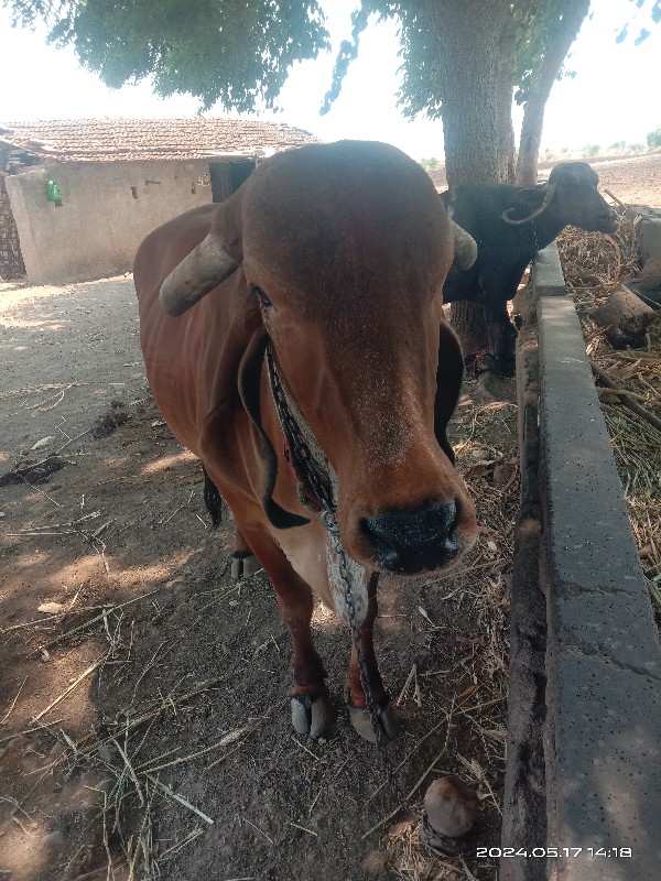 ગાય