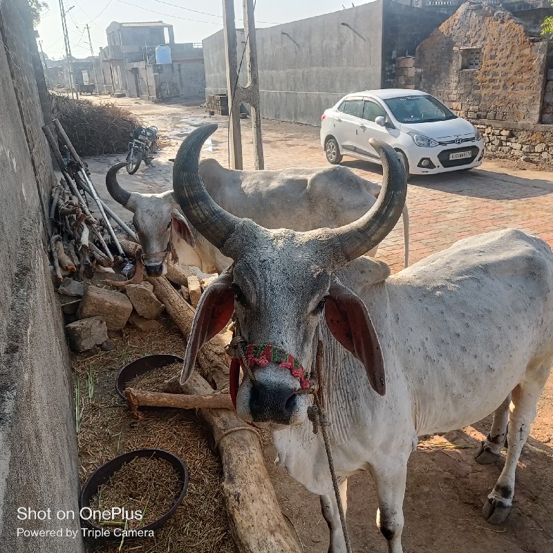 ફુલ હાલતા જવાબદ...