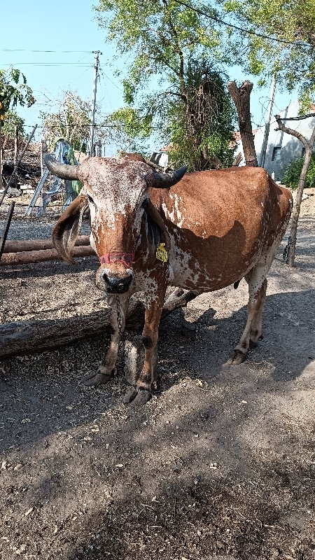 સાડા આઠ મહિનાની...