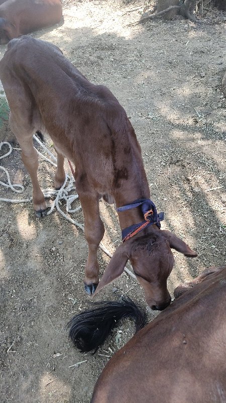 गीर गाय 9 लीं द...