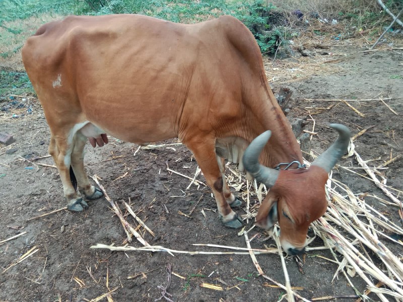 ગાય વેચવાની છે...