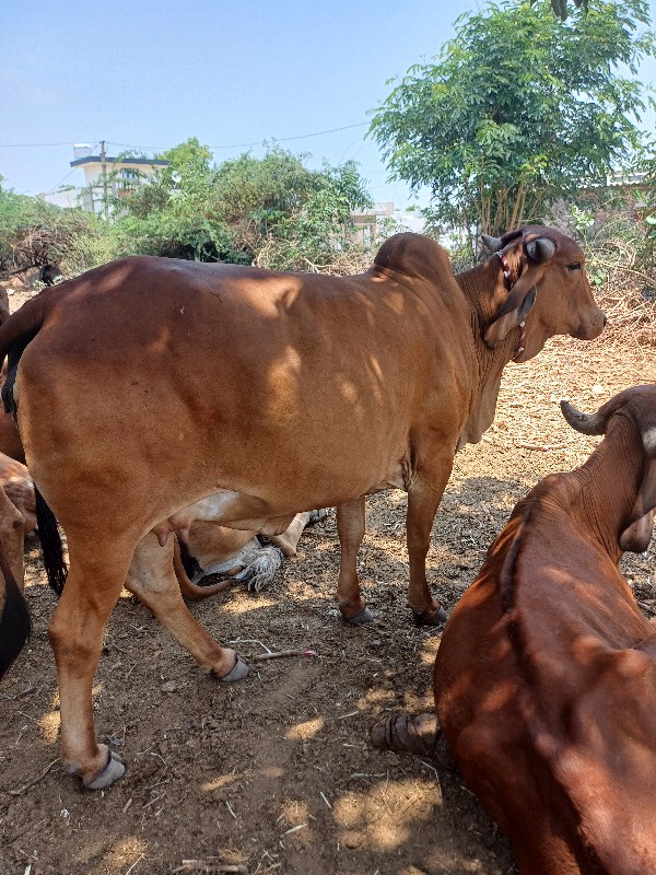 ગાય