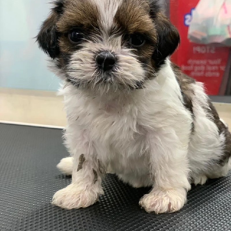 shih-tzu puppy