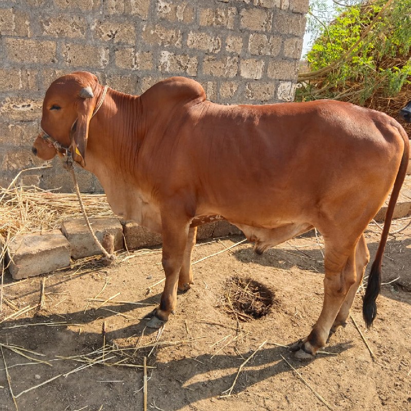 ગોઢલો વેચવાનો છ...