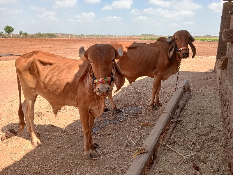 વાછડા વેચવાના છ...