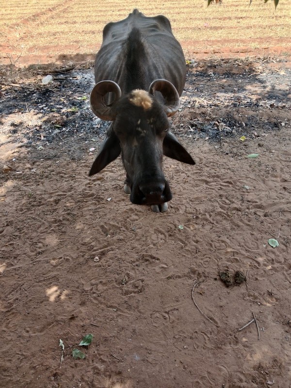 વગડી