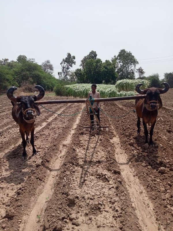 બળદ વેશવાના  છે