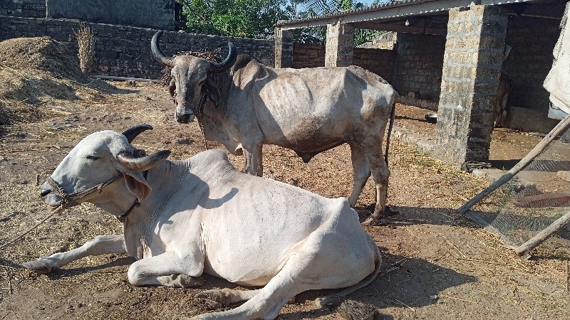 બળદ વેચવાના છે